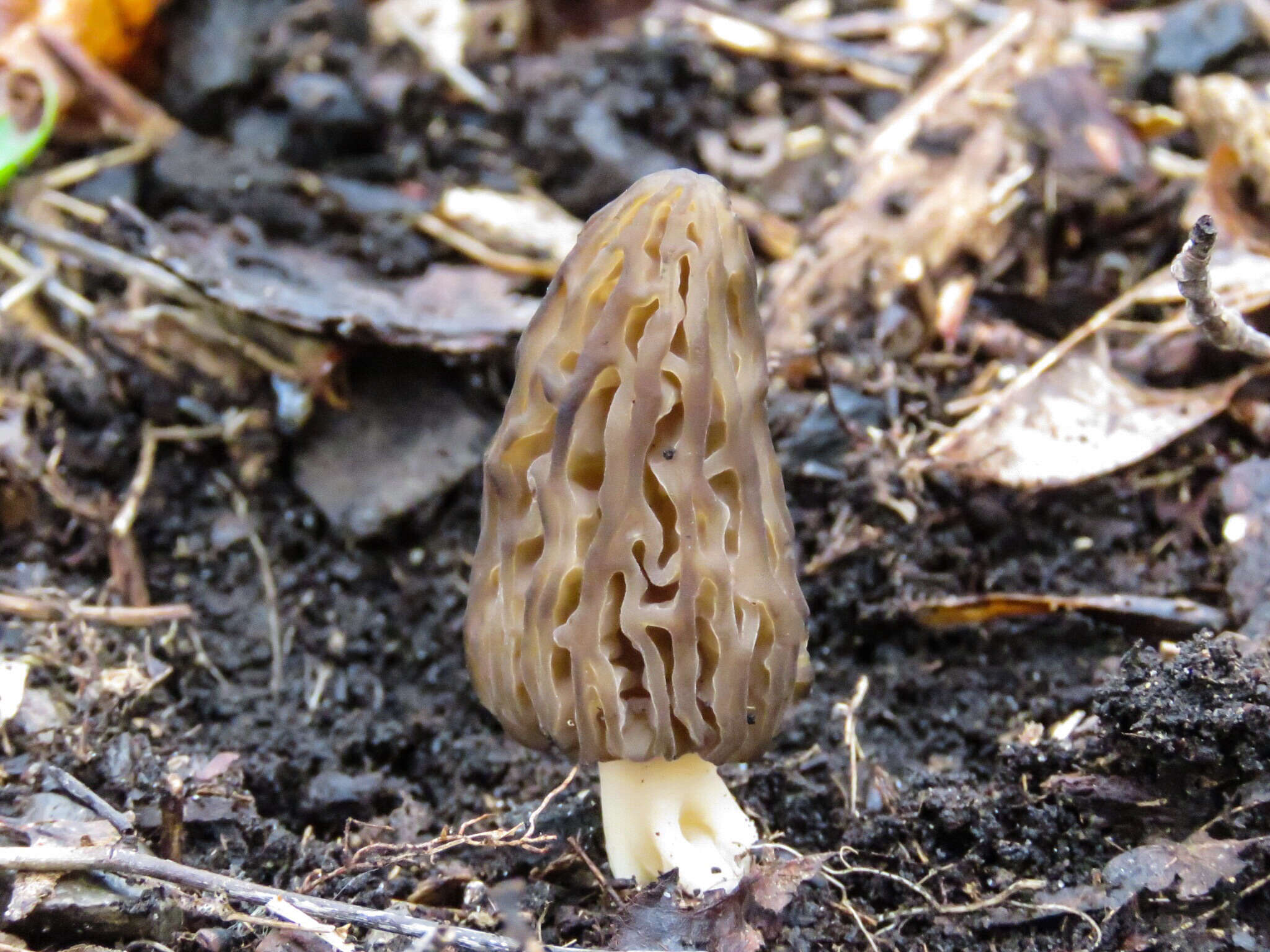 Plancia ëd Morchella angusticeps Peck 1887