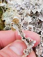 Image of ragged lichen