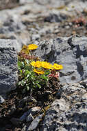 Image of alpine yellow fleabane