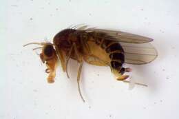 Plancia ëd Drosophila suzukii (Matsumura 1931)