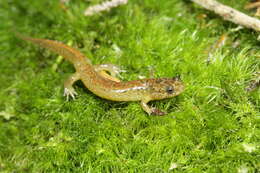 Image of Santeetlah Dusky Salamander
