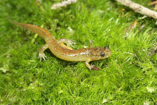 Image of Santeetlah Dusky Salamander