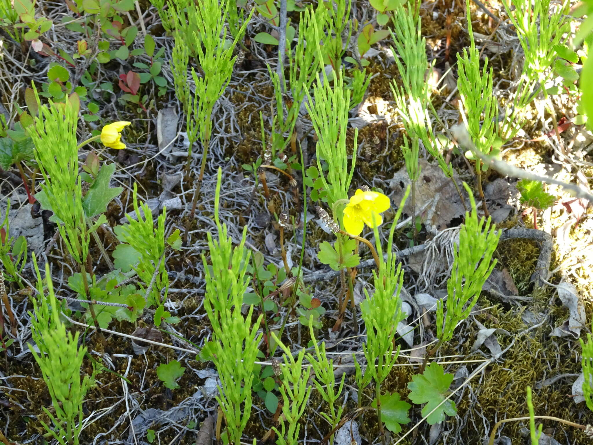 Image of Yellow Thimbleweed