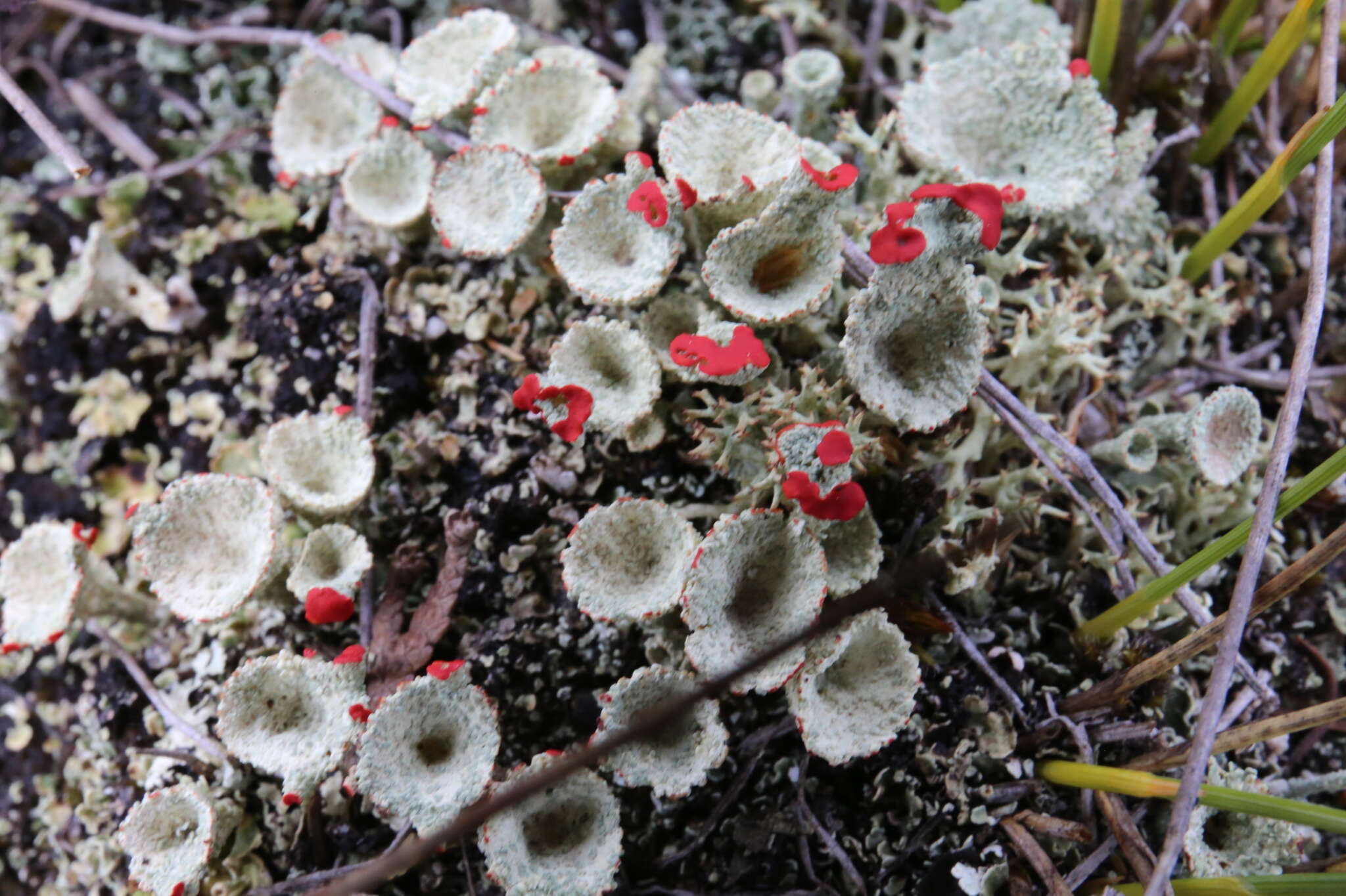 Imagem de Cladonia borealis S. Stenroos