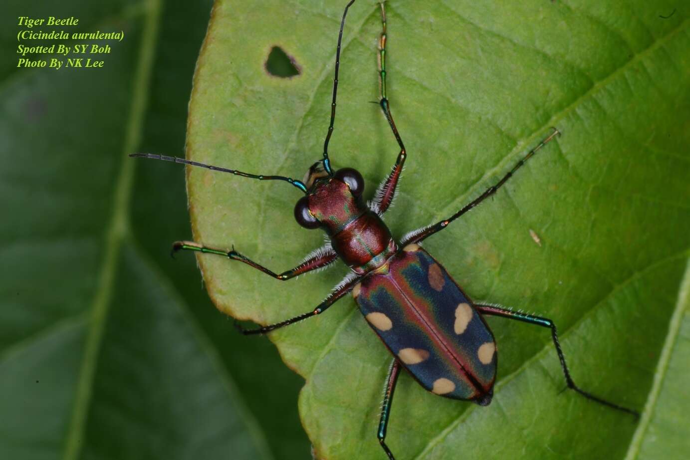 Imagem de Cicindela (Cosmodela) aurulenta Fabricius 1801