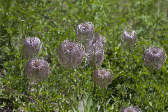 Image de Pulsatilla dahurica (Fisch. ex DC.) Spreng.