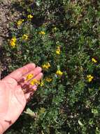 Image of Narrow-leaved Bird's-foot-trefoil