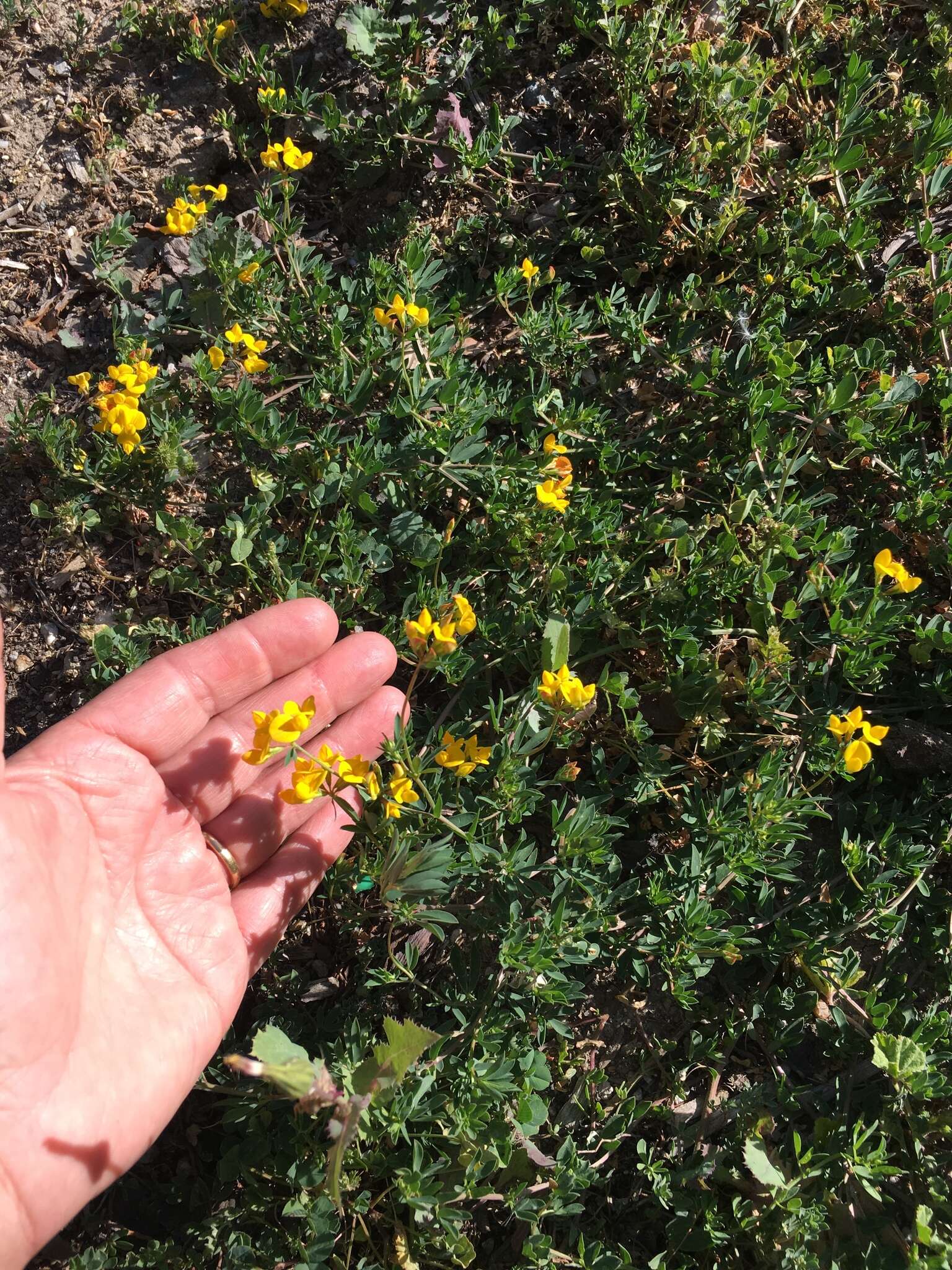 Image of Narrow-leaved Bird's-foot-trefoil