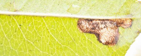 صورة Stigmella rhamnicola (Braun 1916) Newton et al. 1982