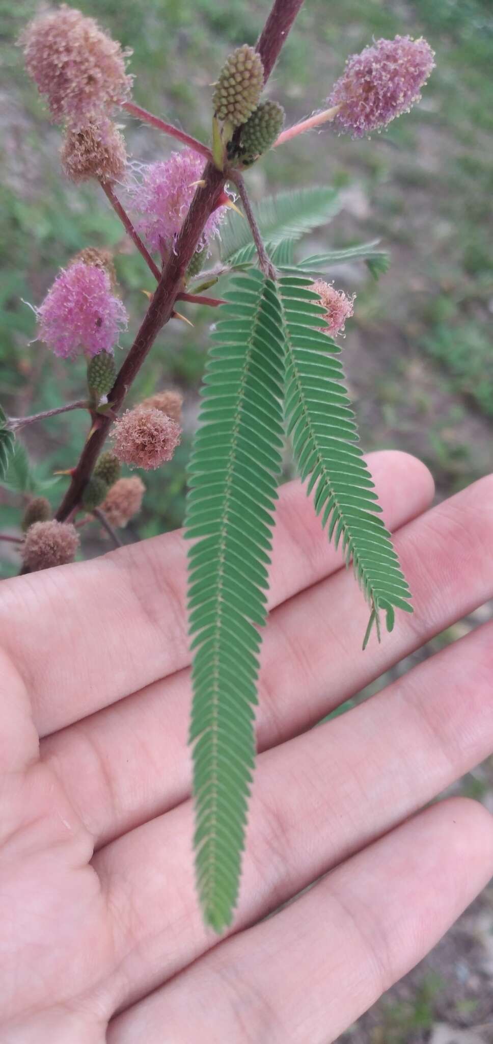 Sivun <i>Mimosa polycarpa</i> var. <i>subandina</i> kuva