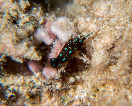 Image of Chelidonura alisonae Gosliner 2011