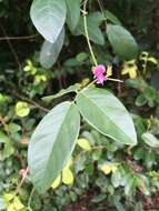 Image of Florida hammock milkpea