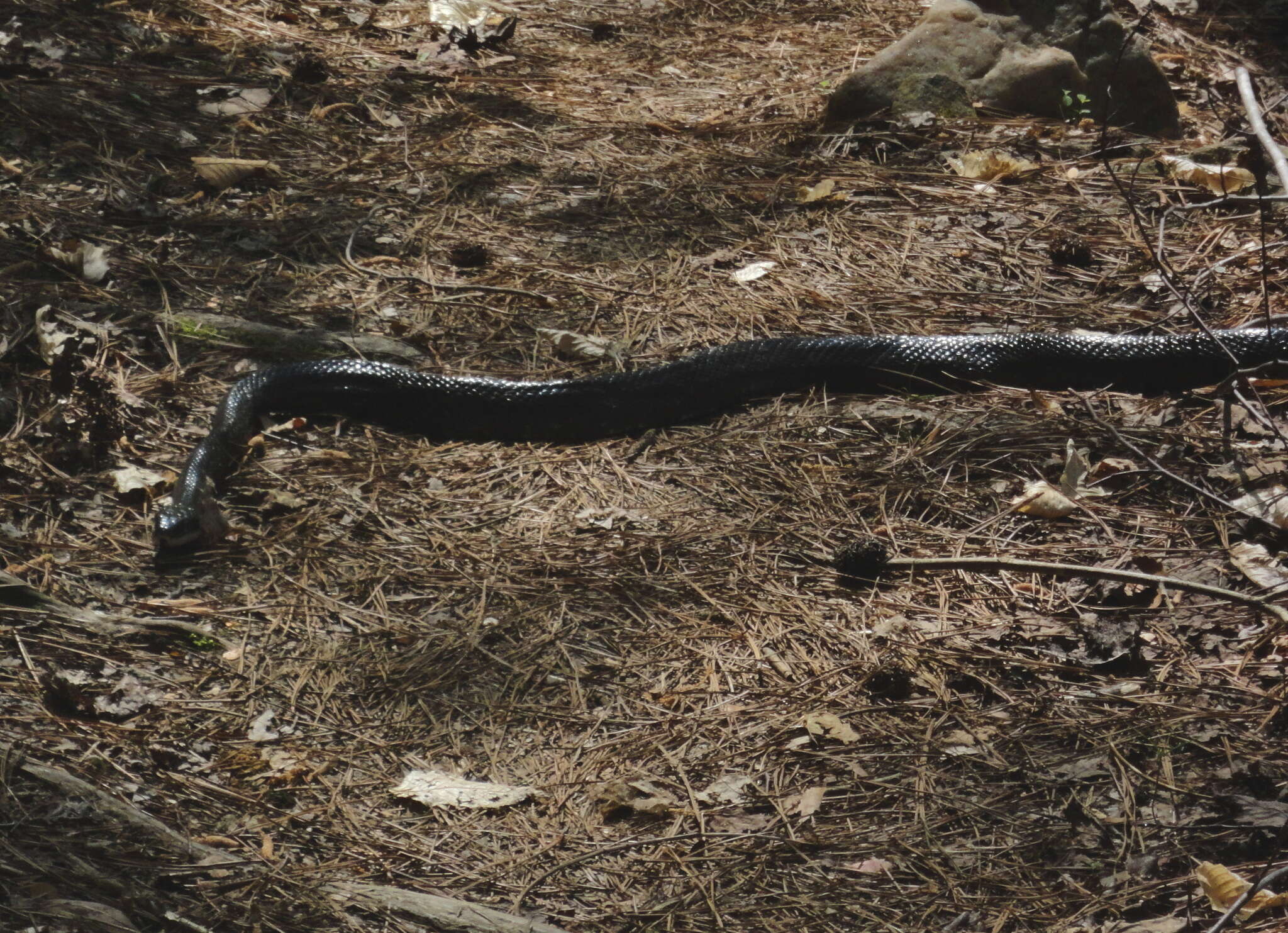 Image of Rat snakes