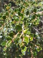 Image of Nematolepis ovatifolia (F. Müll.) Paul G. Wilson