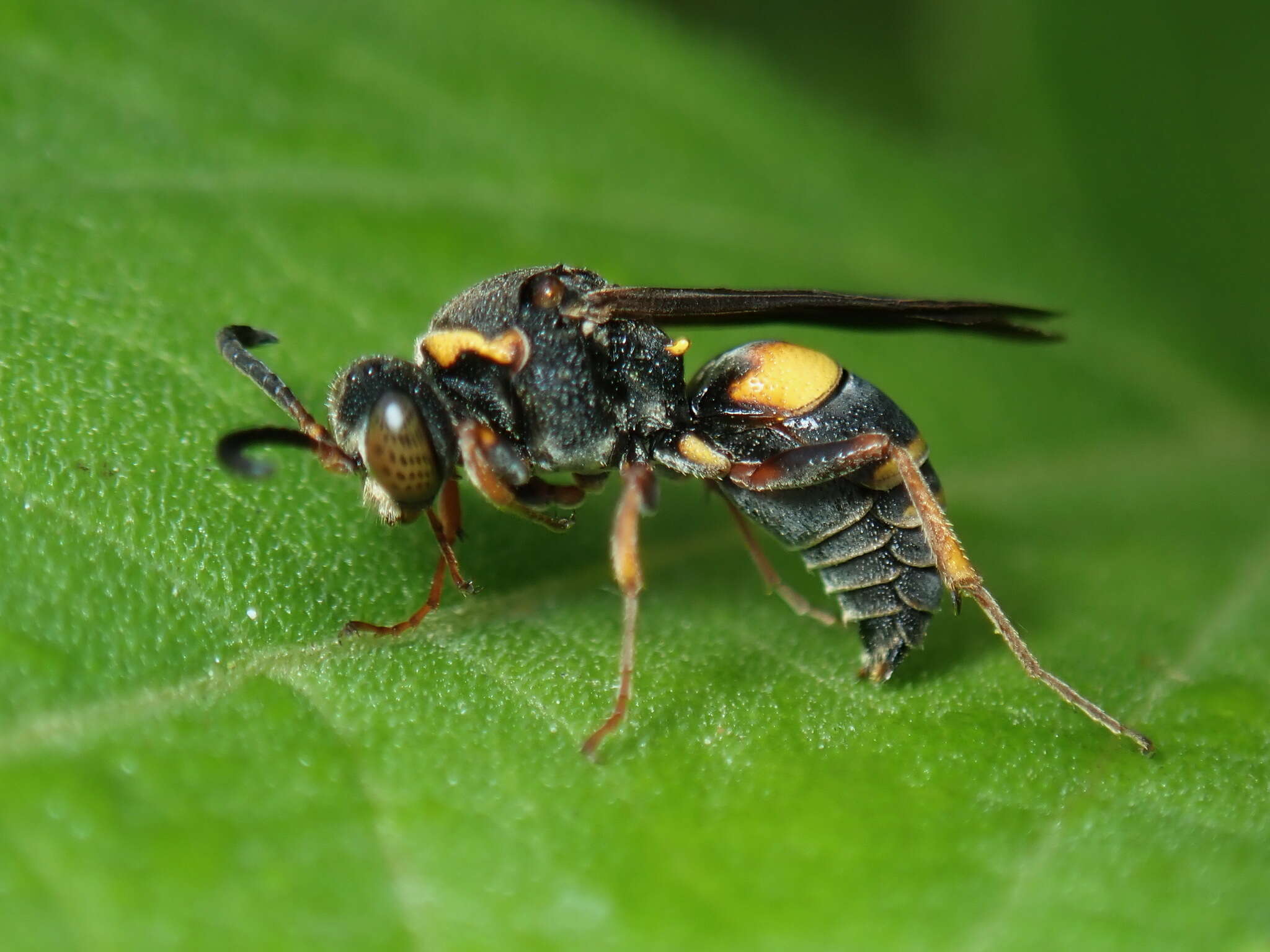 Image of Nysson plagiatus Cresson 1882