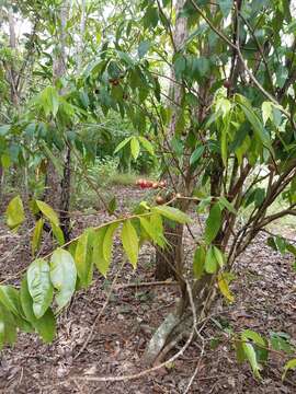 Image of Phaleria clerodendron F. Müll. ex Benth.