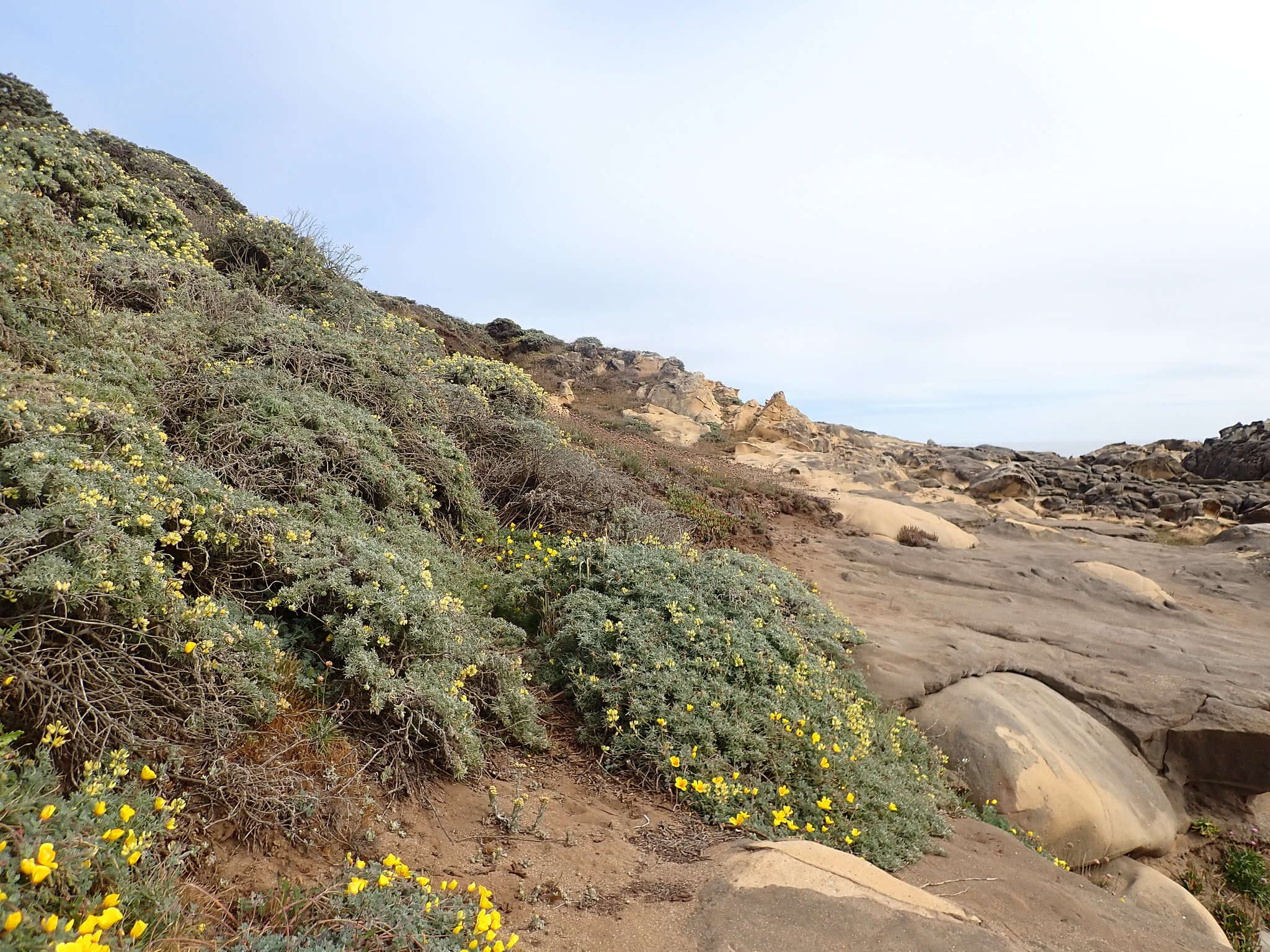 Imagem de Lupinus arboreus var. arboreus