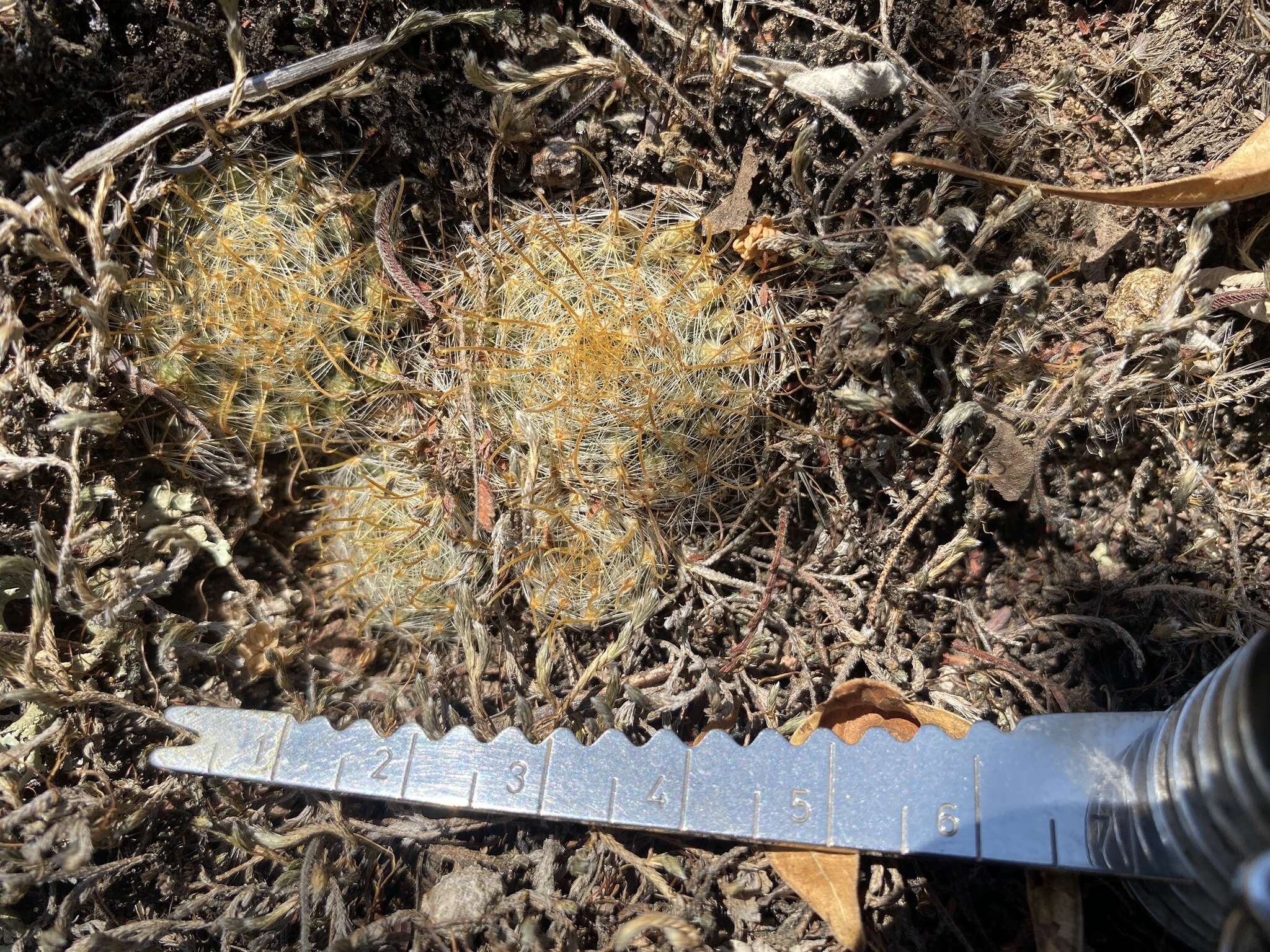 Image of Mammillaria crinita DC.