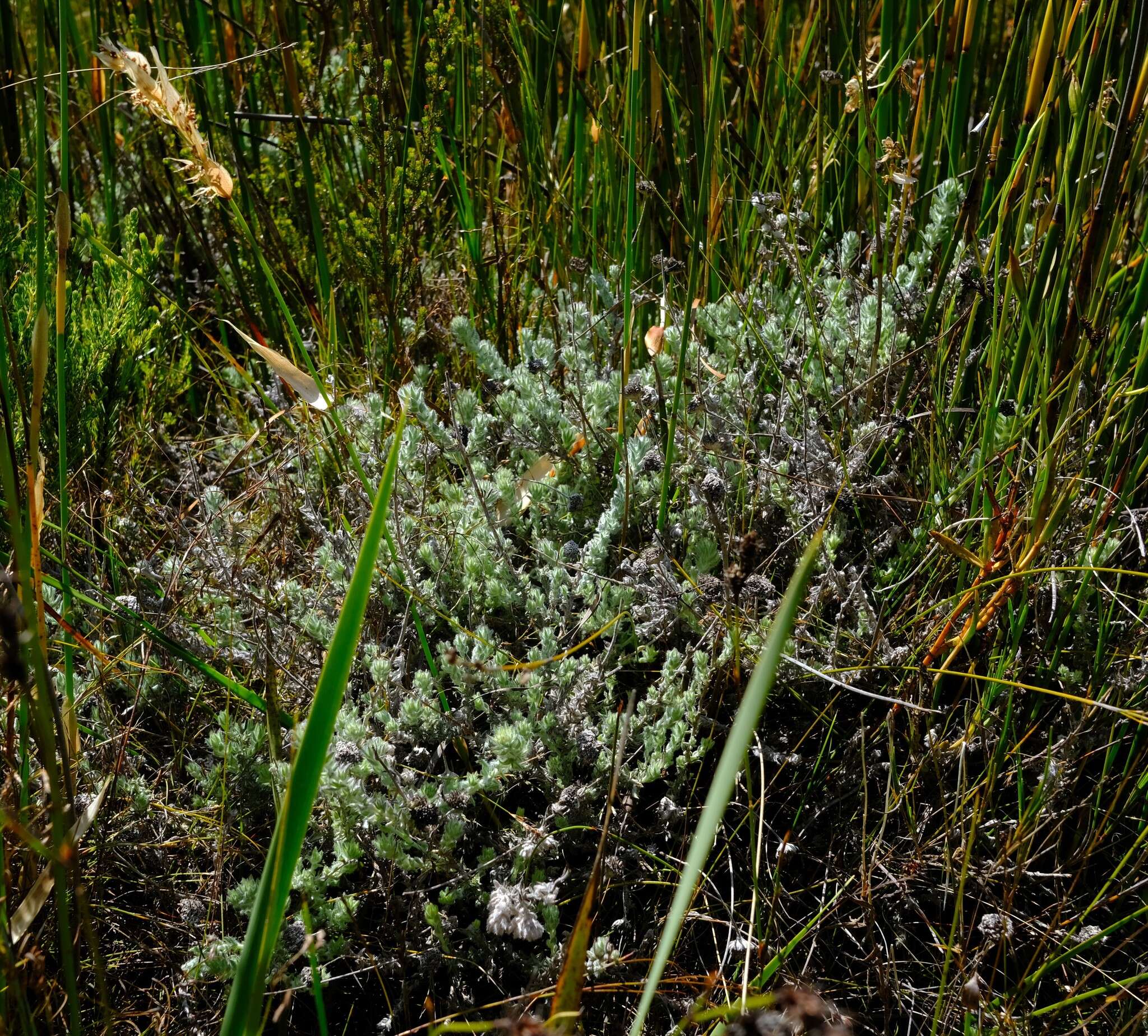 Image of <i>Metalasia rhoderoides</i>