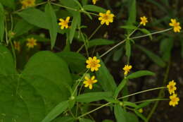 Image of Melampodium cupulatum A. Gray