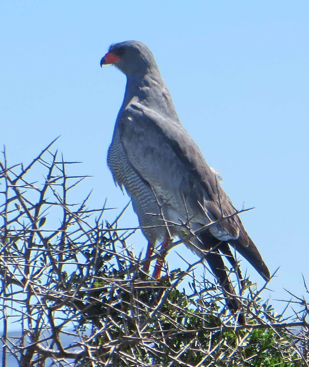 Image of Melierax canorus canorus (Thunberg 1799)