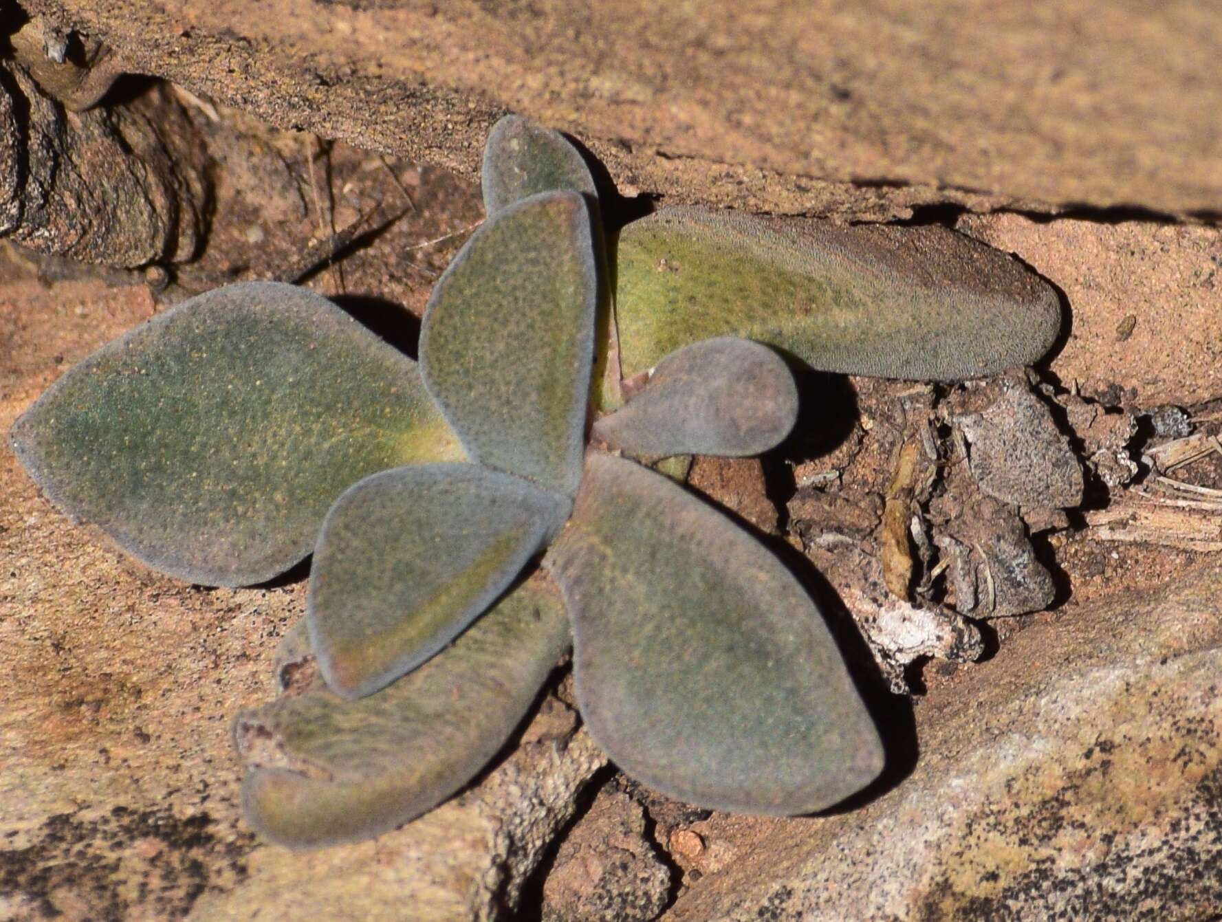 Sivun Deilanthe peersii (L. Bol.) N. E. Br. kuva