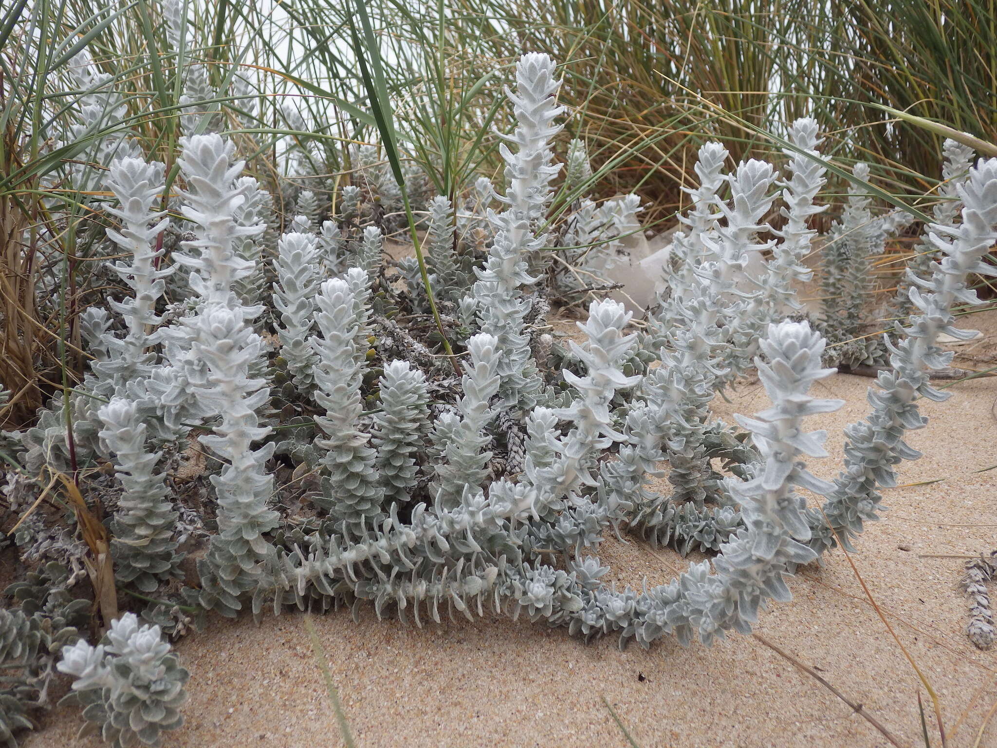 Image of Otanthus maritimus subsp. maritimus