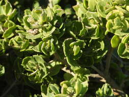 Image of Haplopappus foliosus DC.