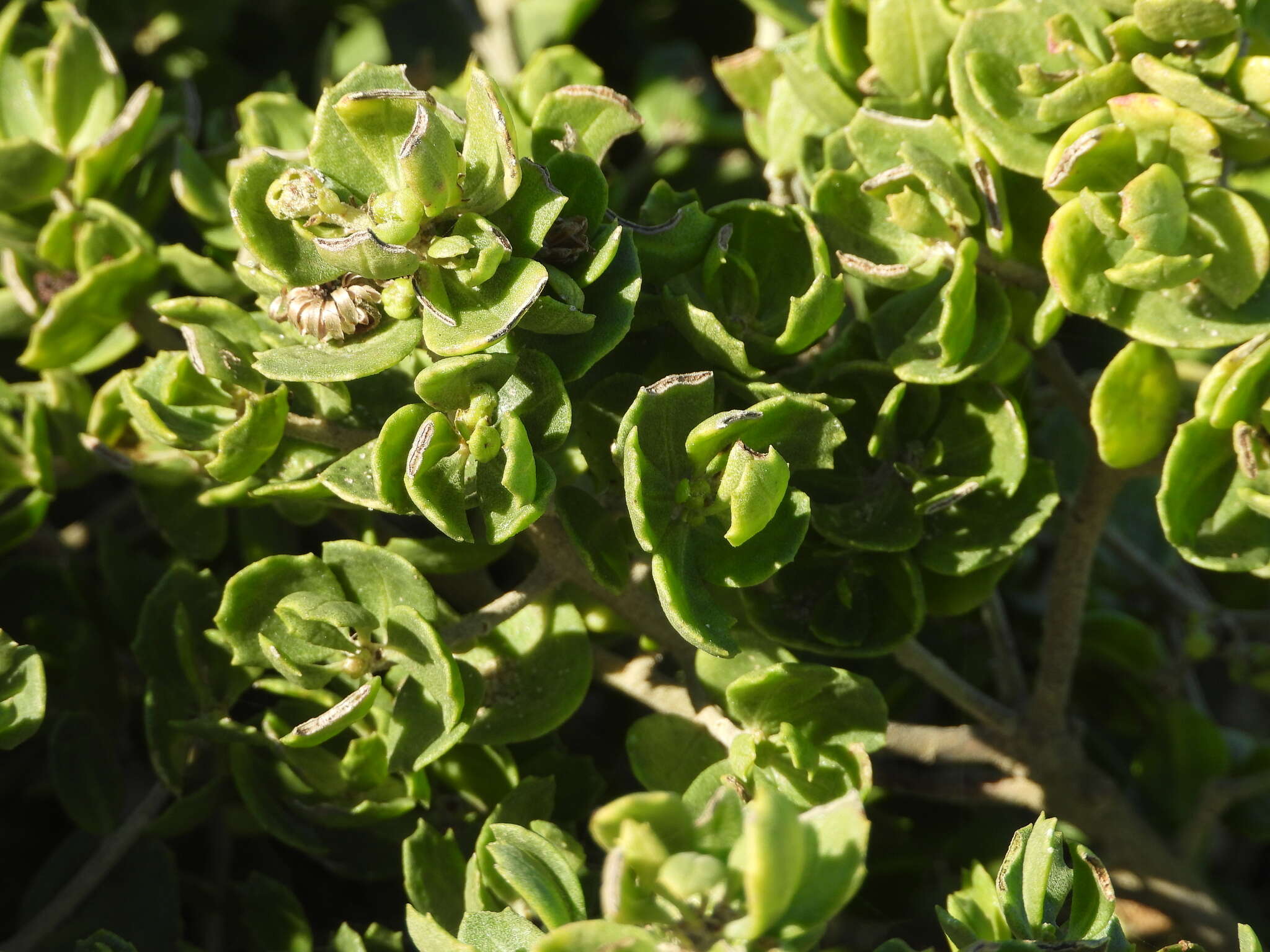 Image of Haplopappus foliosus DC.