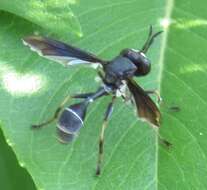 Image of Physocephala tibialis (Say 1829)