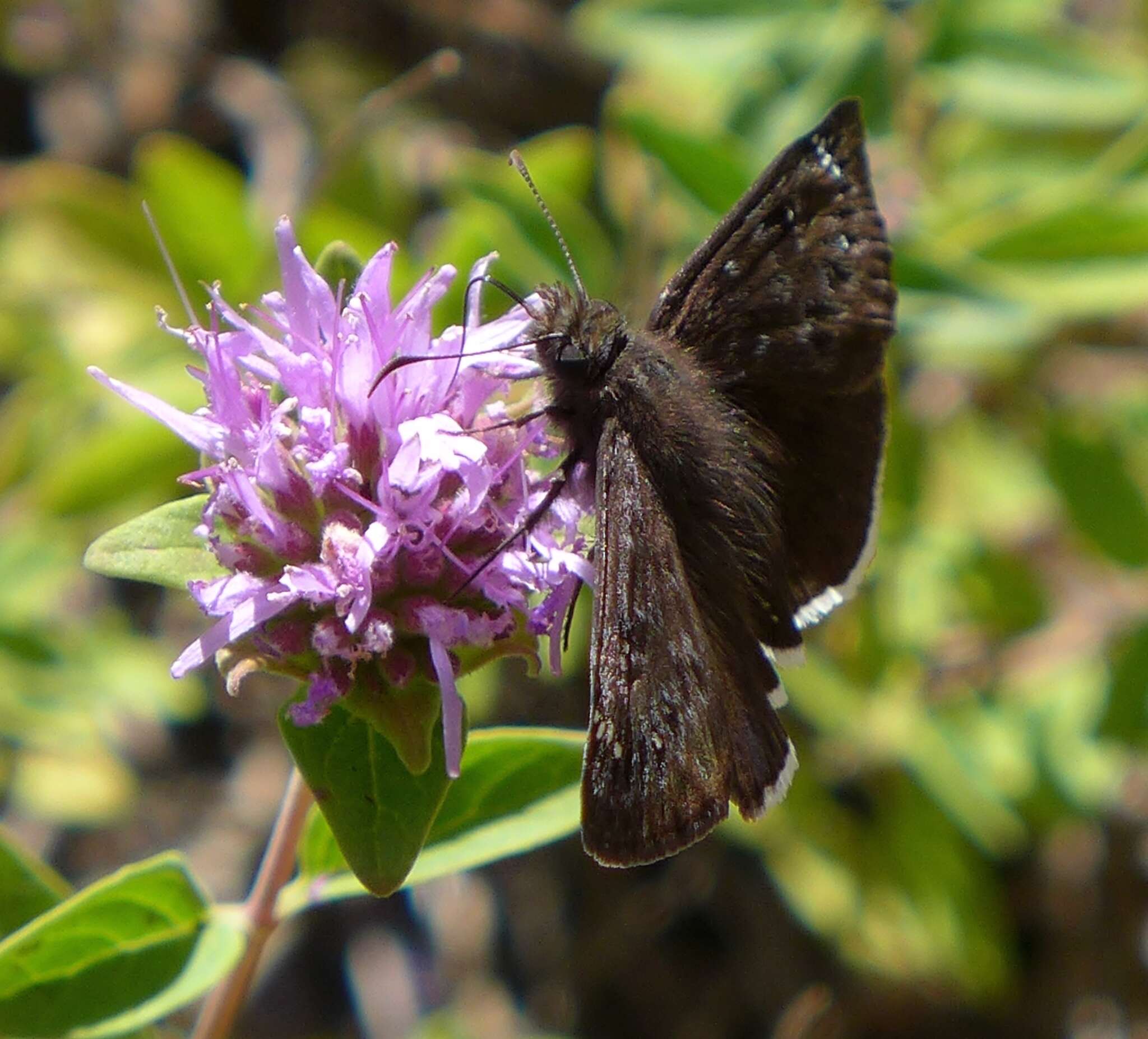 Image of Mournful Duskywing