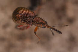 صورة Temnocerus aureus Legalov 2007