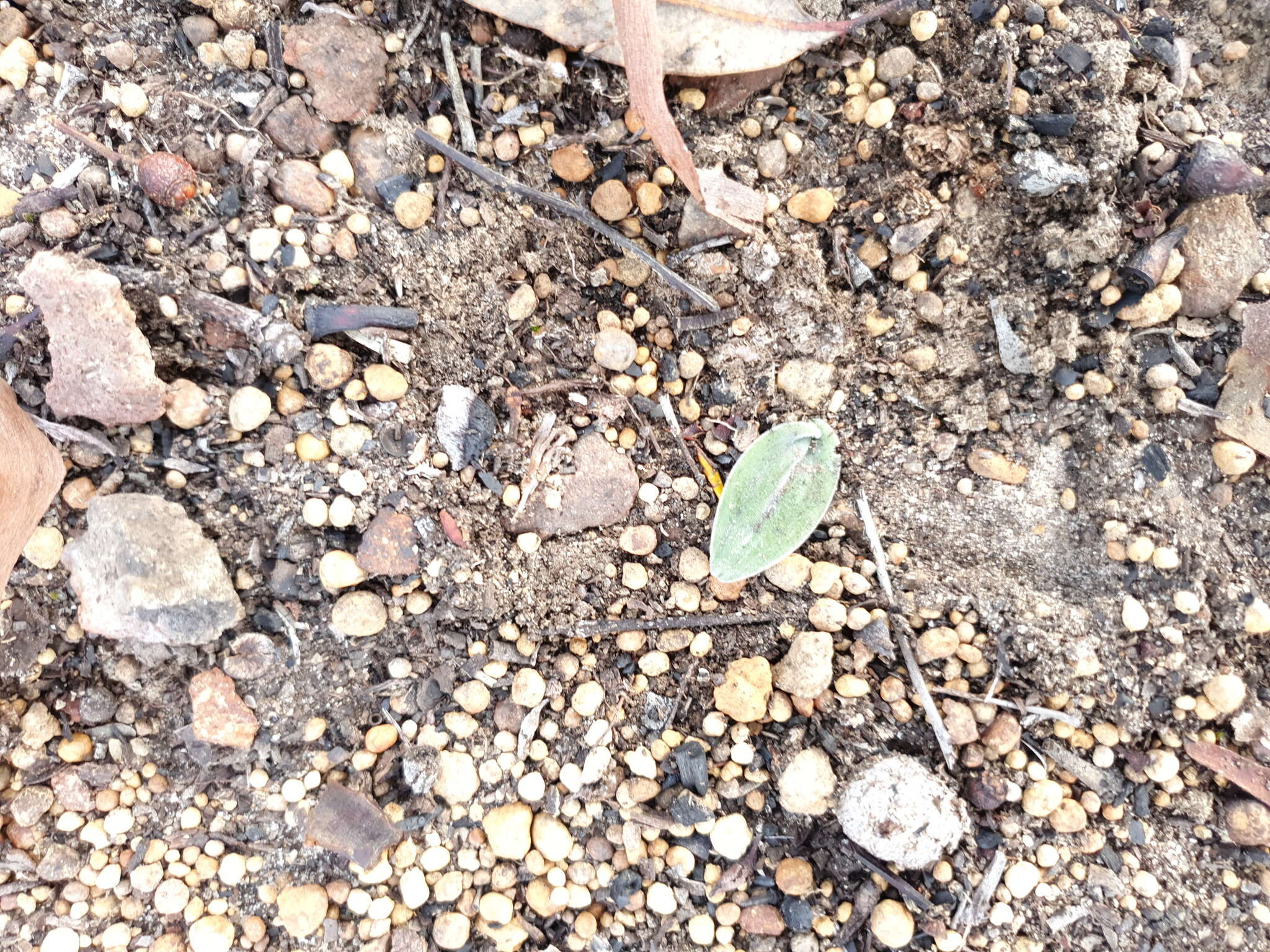 Image of Caladenia sericea Lindl.