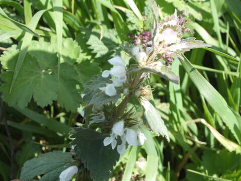 Слика од Lamium moschatum Mill.