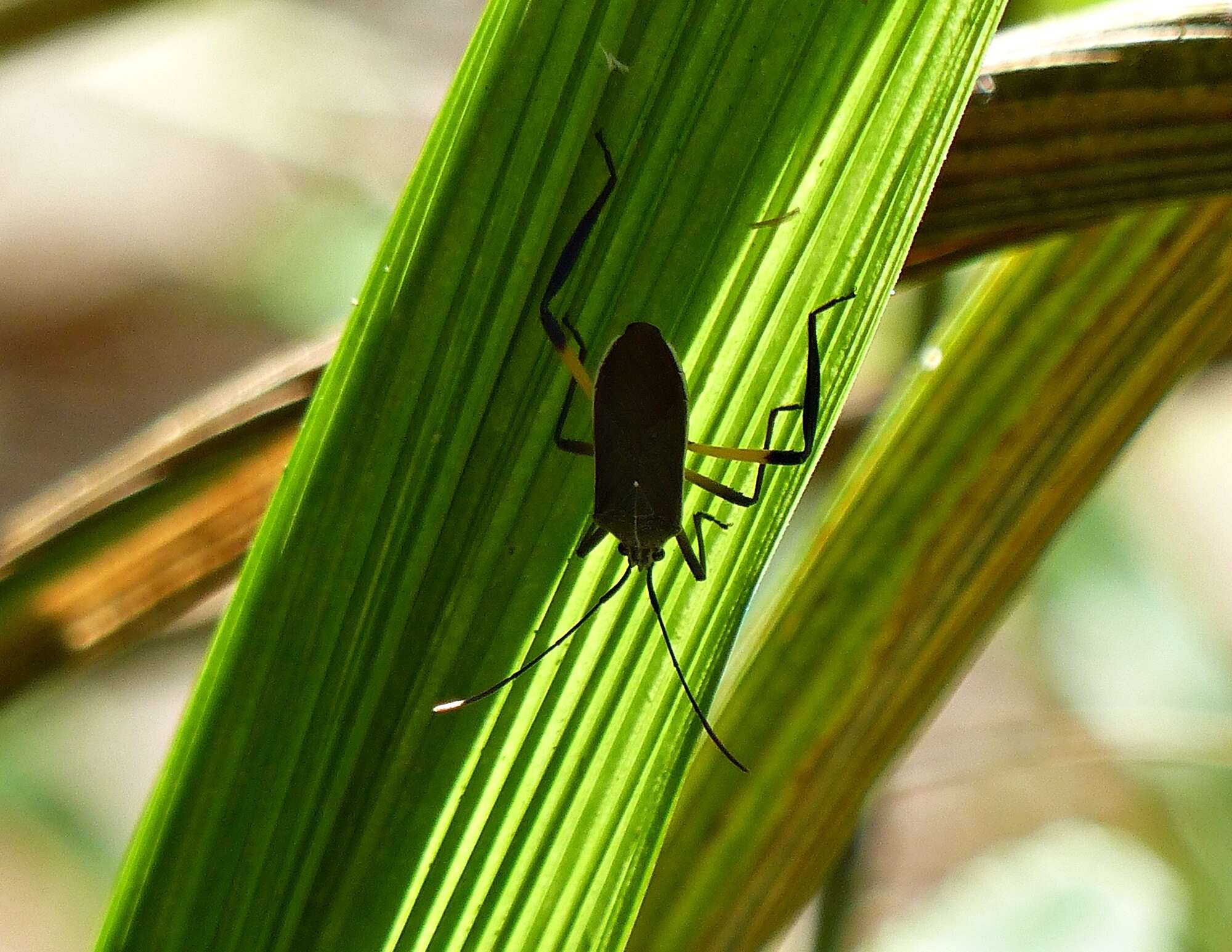 Image of Plaxiscelis limbata (Berg 1892)