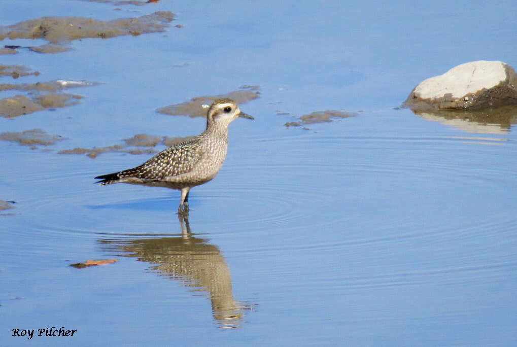 Image of American Golden Plover