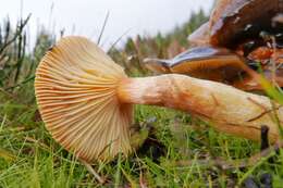 Image of Hygrophorus siccipes A. H. Sm. & Hesler 1954