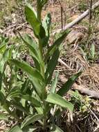 Hackelia californica (A. Gray) I. M. Johnst. resmi