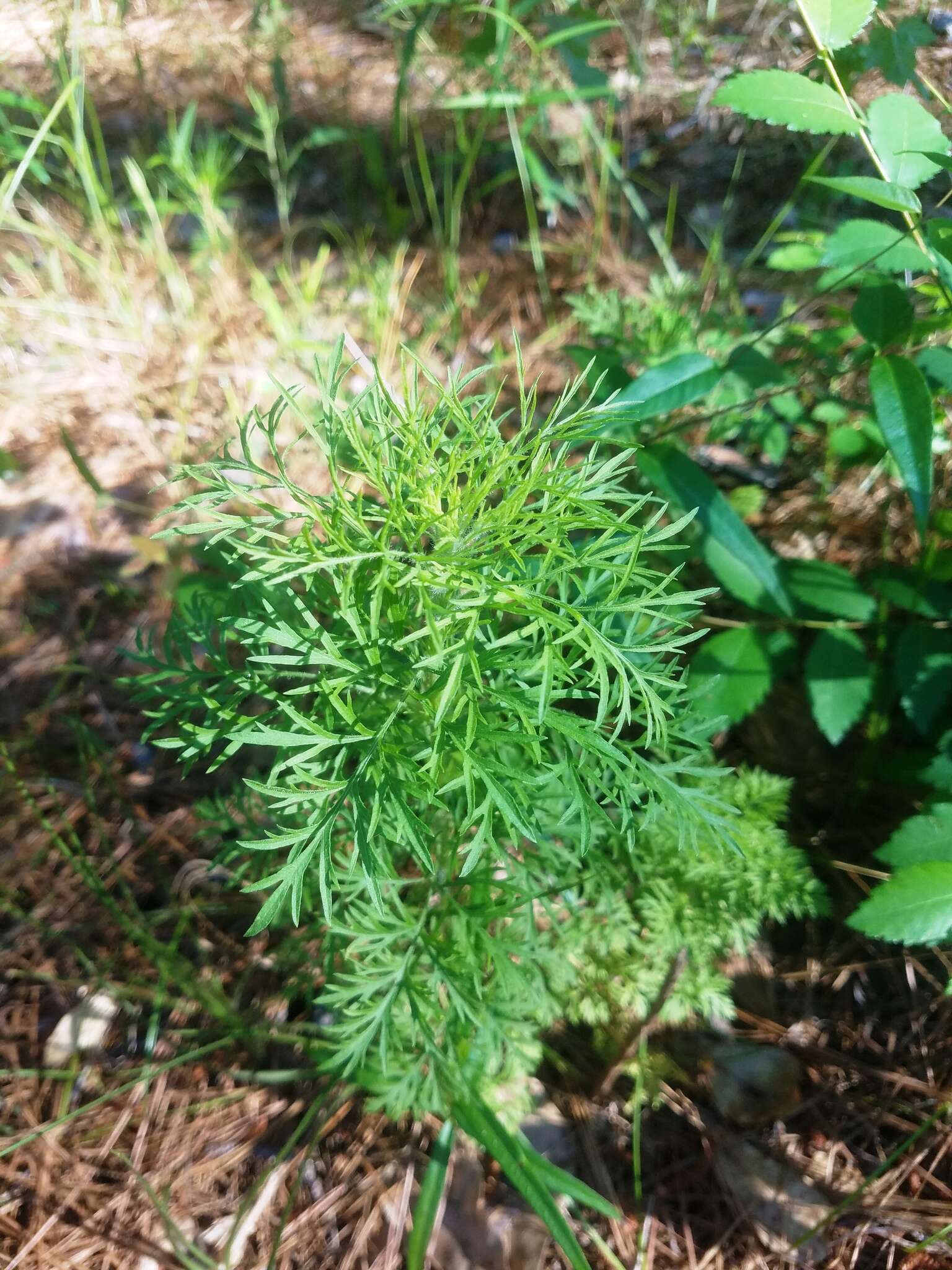 Image of Yankeeweed