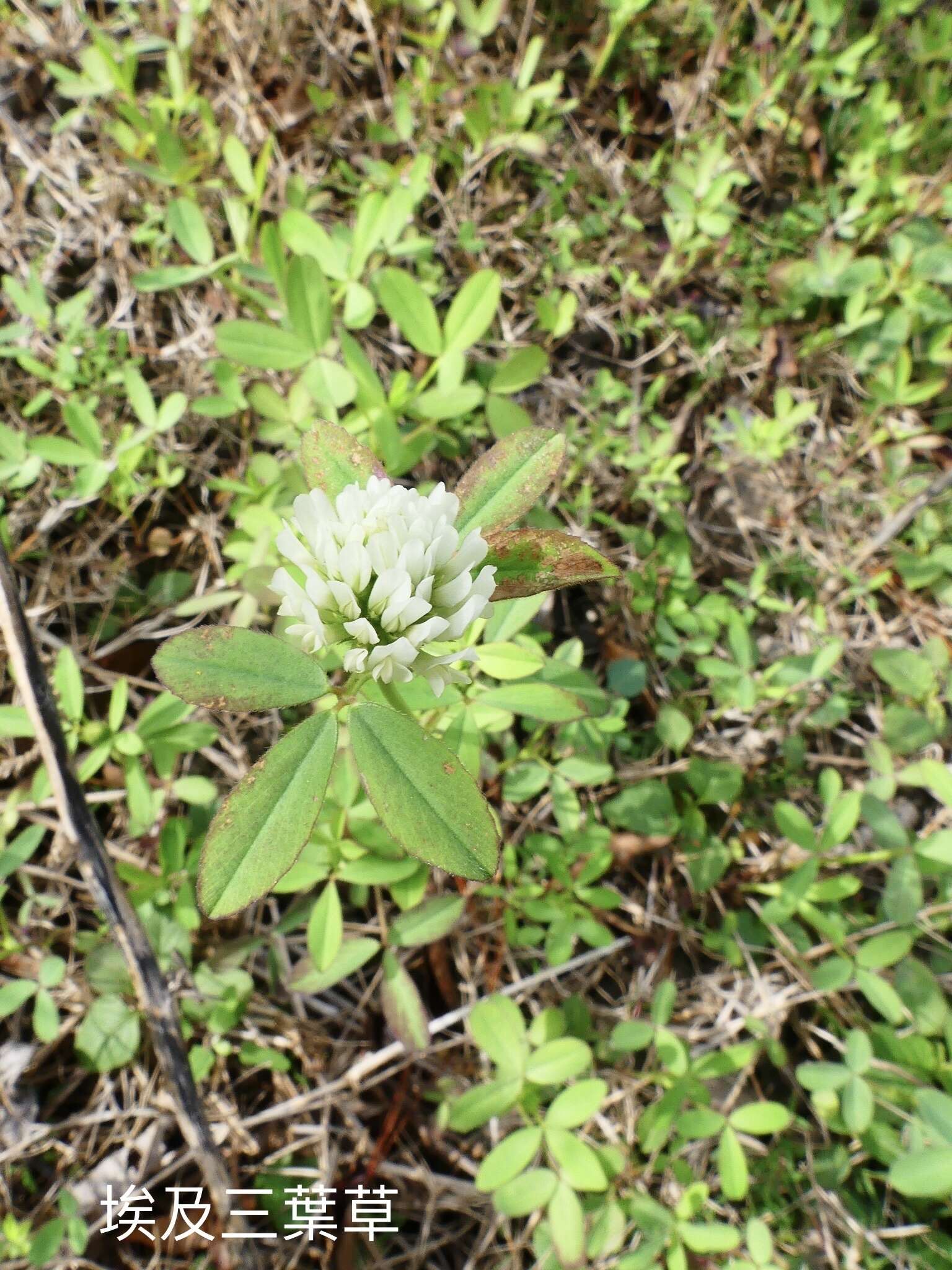 Image of Egyptian clover