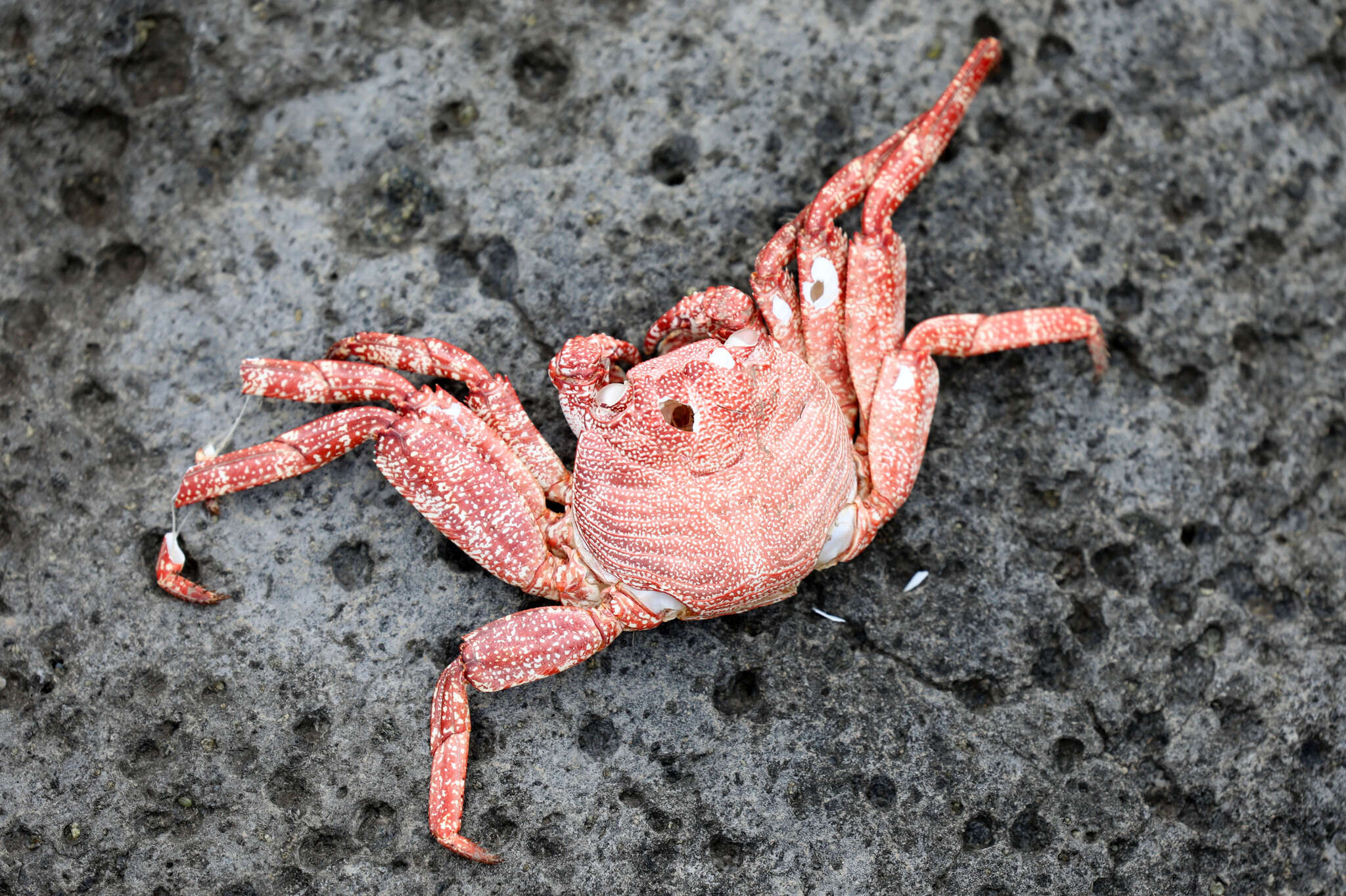Image of Grapsus adscensionis (Osbeck 1765)