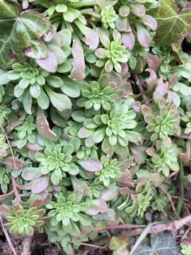 Sedum cepaea L.的圖片