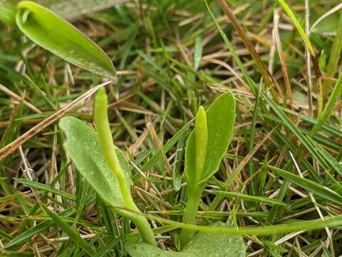 Image of Long-Stem Adder's-Tongue