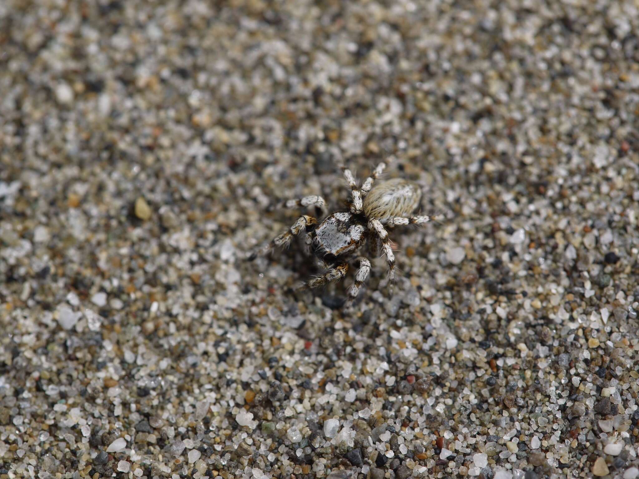 Image of Habronattus amicus (Peckham & Peckham 1909)