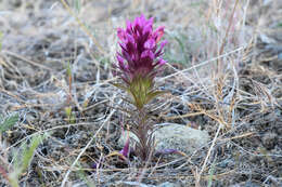 Image of Shasta owl's-clover