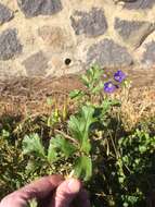 Слика од Erodium crinitum Carolin