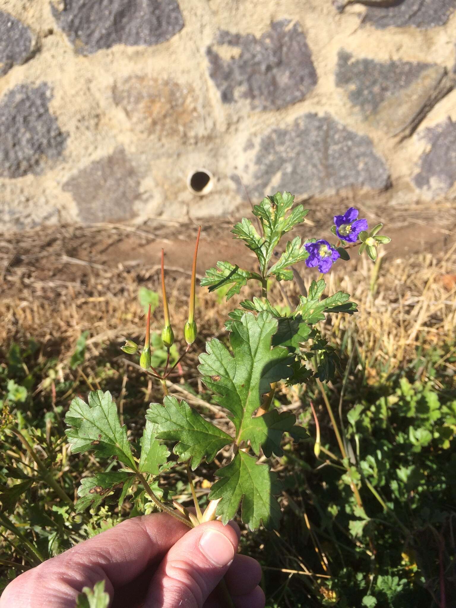 Слика од Erodium crinitum Carolin