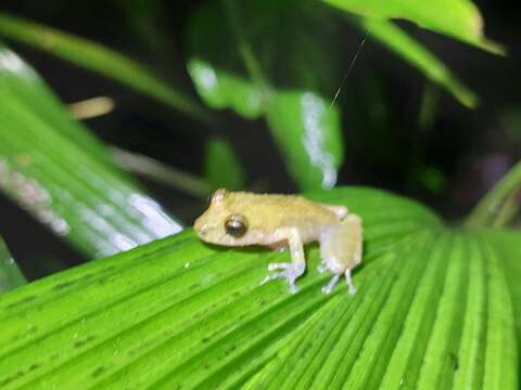 Image of Pristimantis cedros Hutter & Guayasamin 2015