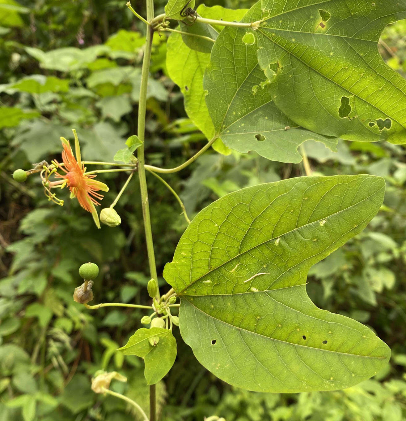 Passiflora jorullensis Kunth的圖片