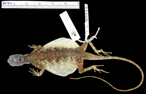 Image of Lined Gliding Lizard